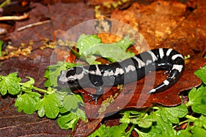 Marbled Salamander (Ambystoma opacum) photo