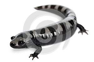 Marbled Salamander, Ambystoma opacum