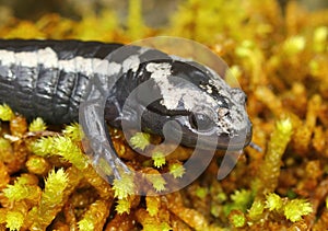 Marbled Salamander