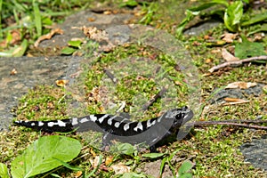 Marbled Salamander
