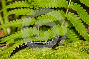 Marbled Salamander