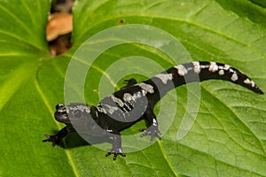 Marbled Salamander