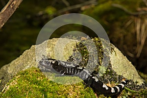 Marbled Salamander