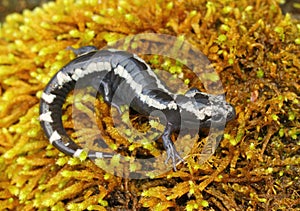 Marbled Salamander