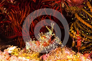 Marbled Shrimp (Saron marmoratus)