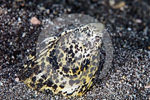 Marbled Snake Eel in Black Sand