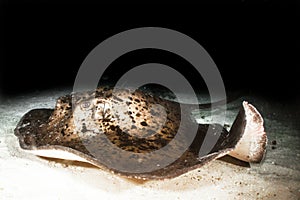 Marbled Stingray