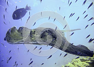 Marbled stingray swimming into the blue ocean water, Indian ocean, Maldives