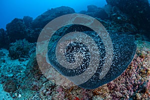 Marbled Stingray Swimming in Cocos Island