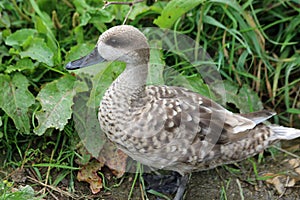 Marbled teal duck