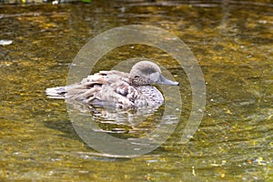 Marbled Teal Duck