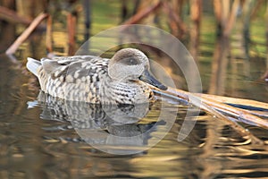 Marbled teal