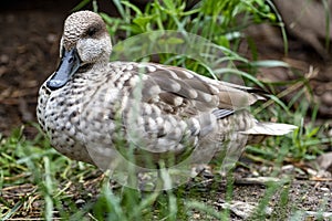 Marbled teal, Marmaronetta angustirostris, a smaller inconspicuous duck lives near water photo