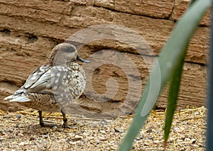 Marbled Teal (Marmaronetta angustirostris) spotted outdoors