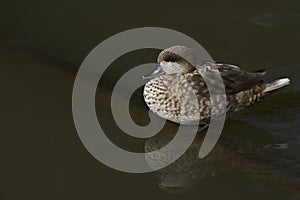 Marbled Teal at Slimbridge in the UK