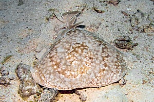 Marbled Torpedo Ray Torpedo marmorata