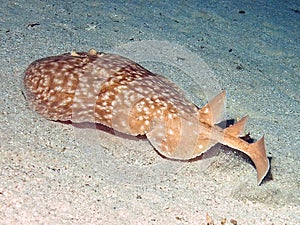 A Marbled Torpedo Ray Torpedo marmorata in the Red Sea