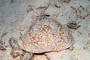 A Marbled Torpedo Ray Torpedo marmorata in the Red Sea