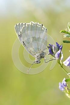 Marbled white, black and white butterfly in the wild