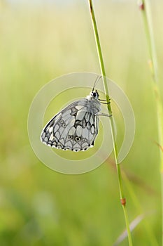 Marbled white, black and white butterfly in the wild