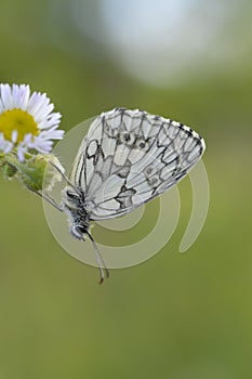 Marbled white, black and white butterfly in the wild