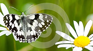 Marbled white butterfly