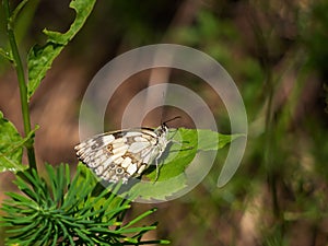 Marbled White butterfly basking in sunshine on leaf. Melanargia galathea.