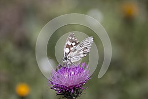 Marbled white butterfly on flower