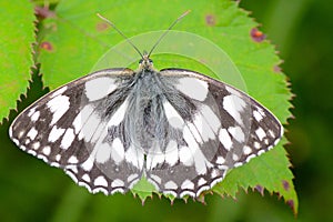 Marbled white butterfly