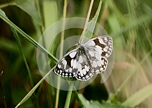 Marbled White butterfly on leaf