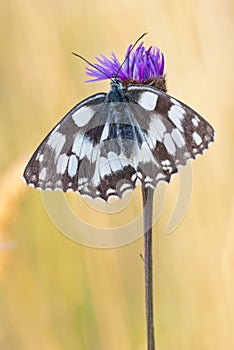 Marbled white butterfly Melanargia galathea