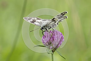 Marbled white butterfly (Melanargia galathea).