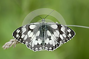 Marbled white butterfly, Melanargia galathea