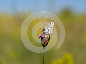 Marbled white butterfly Melanargia galathea on blooming dianthus plant
