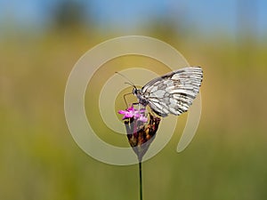 Marbled white butterfly Melanargia galathea on blooming dianthus plant