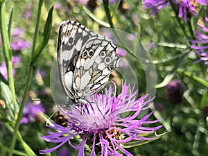 The marbled white butterfly Melanargia galathea or Das Schachbrett - Damenbrett Schmetterling