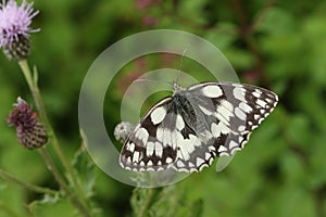 A Marbled White Butterfly Melanargia galathea nectaring on a thistle flower.
