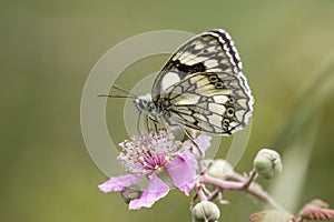 Marbled White butterfly (Melanargia galathea) on pink flower. Pr