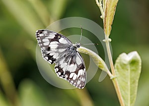 Marbled White Butterfly - Melanargia galathea at rest.