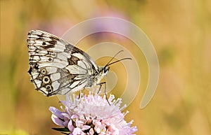 Marbled White butterfly, Melanargia galathea, on scabious.