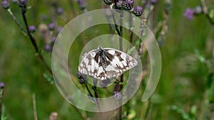 The Marbled White Butterfly (Melanargia galathea) sits on meadow flowers