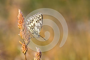 Marbled White butterfly, Melanargia galathea, in warm evening light.