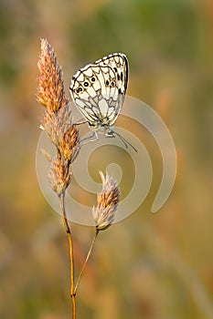 Marbled White butterfly, Melanargia galathea, in warm evening light.