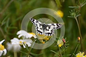 Marbled white butterfly Melanargia galathea wings open