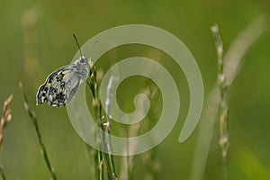 Marbled white butterfly after metamorphosis