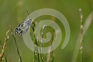 Marbled white butterfly after metamorphosis, wrinkly wet wings