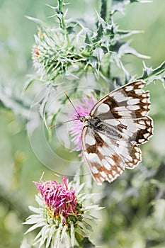 Marbled White butterfly with open wings on a pink flower