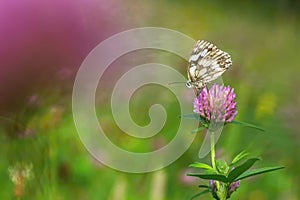 The marbled white butterfly on purple clover