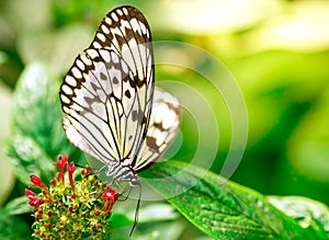 Marbled white butterfly