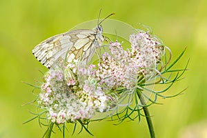 Mramorovaný biely motýľ sediaci na kvetoch detailné
